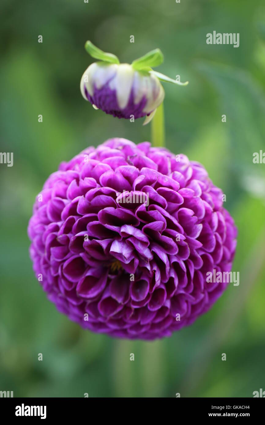 deep purple dahlia patrick Stock Photo