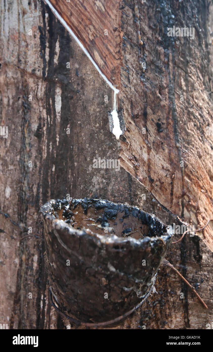 Tree sap drops hires stock photography and images Alamy