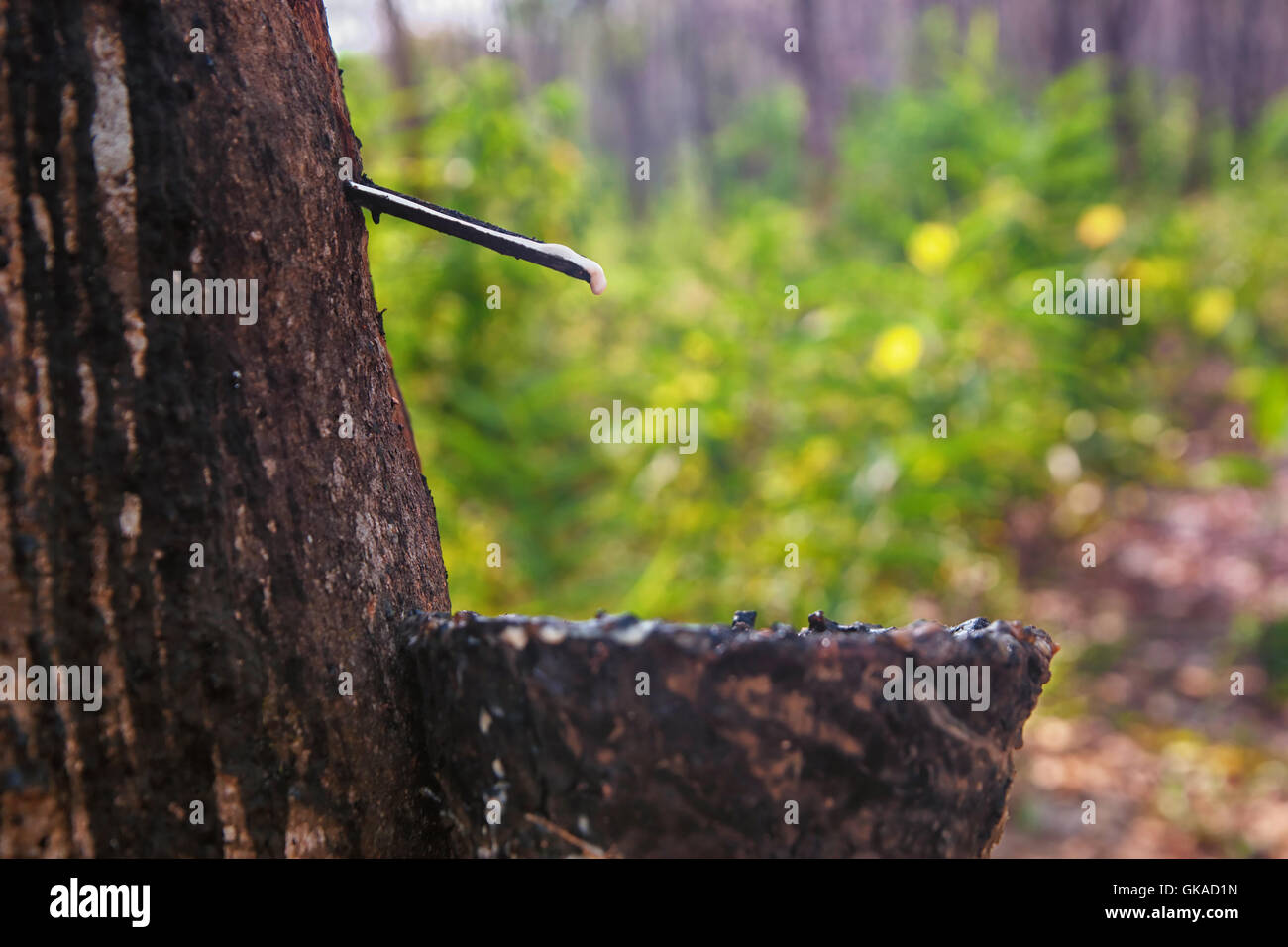 Tree sap farming hires stock photography and images Alamy