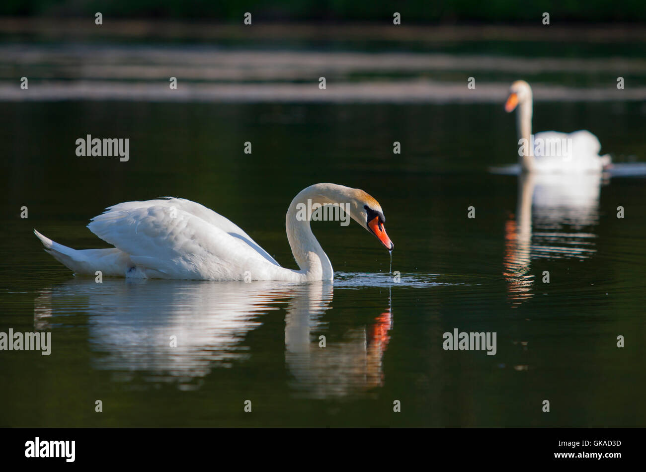 swans swan fresh water Stock Photo Alamy