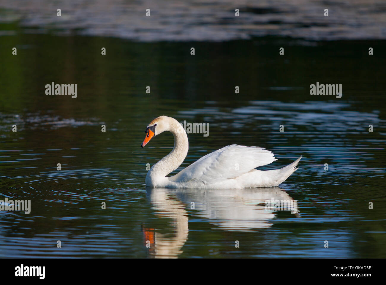 swan fresh water lake Stock Photo Alamy
