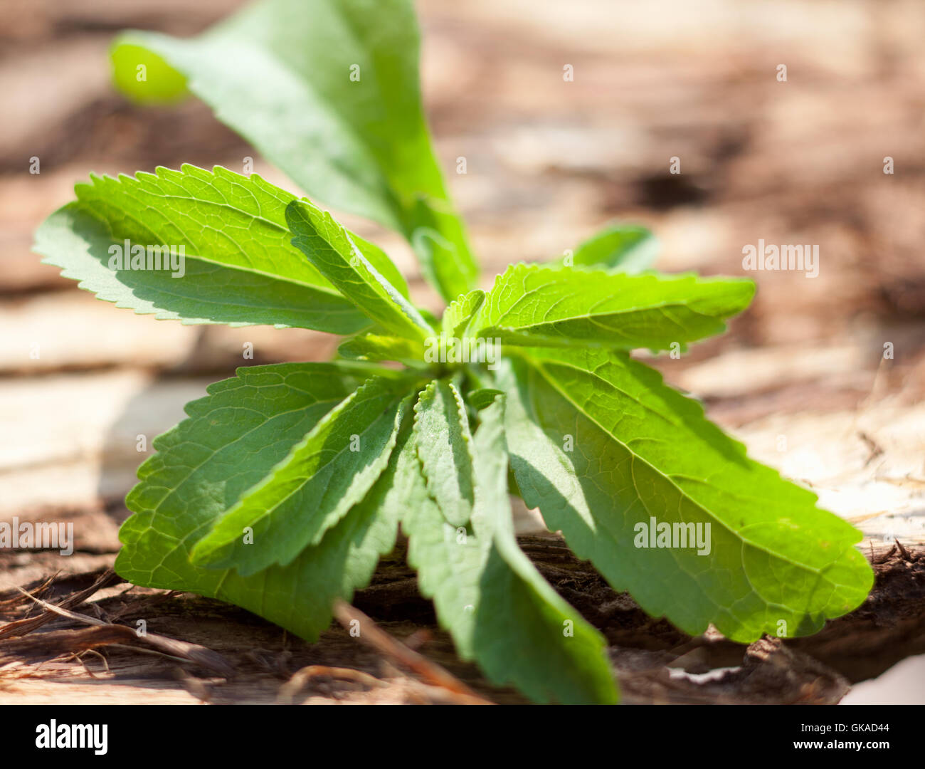 sweet new leaves Stock Photo