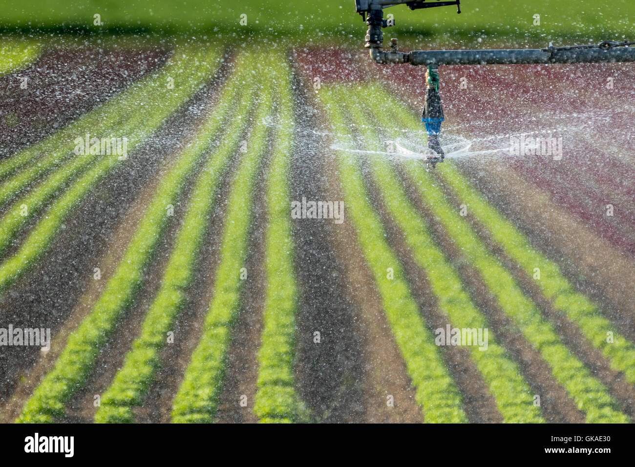 modern agriculture with sprinklers above salad Stock Photo