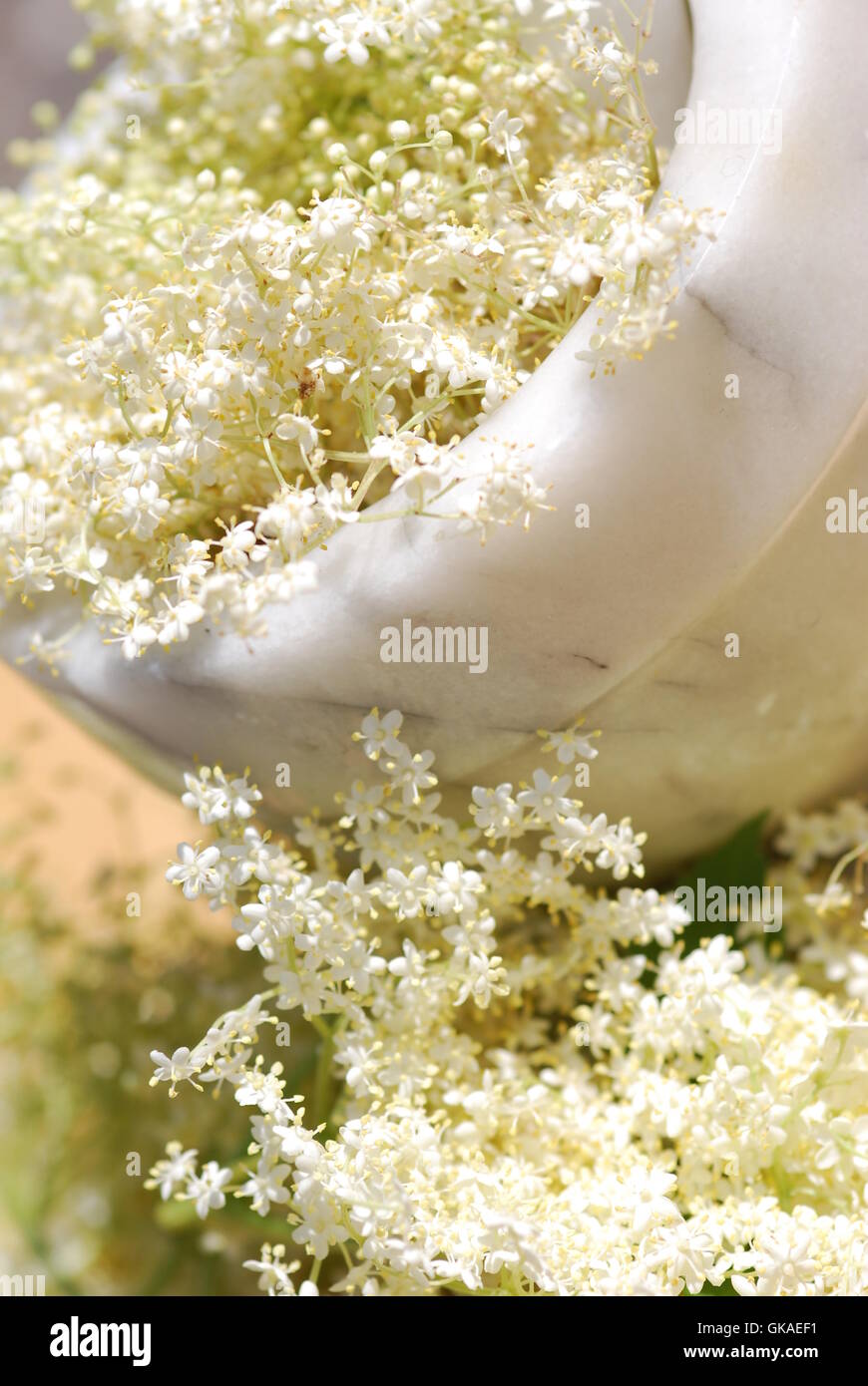 elderflower herb table decorations Stock Photo Alamy