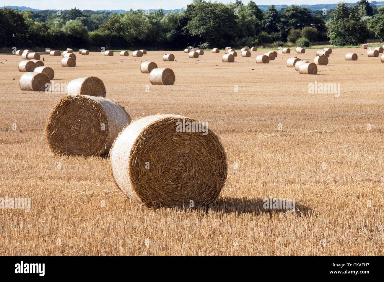 Straw bales in an English field in Summer Stock Photo - Alamy