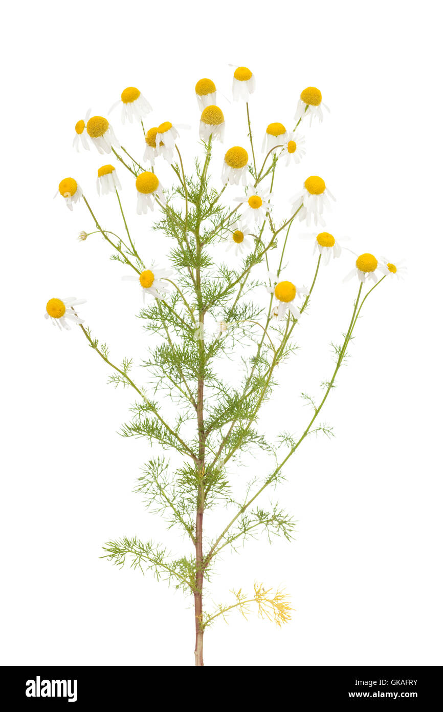 flower plant herb Stock Photo Alamy