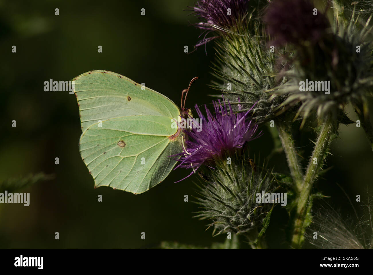 Brimstone Butterfly UK, On Thistle head Stock Photo