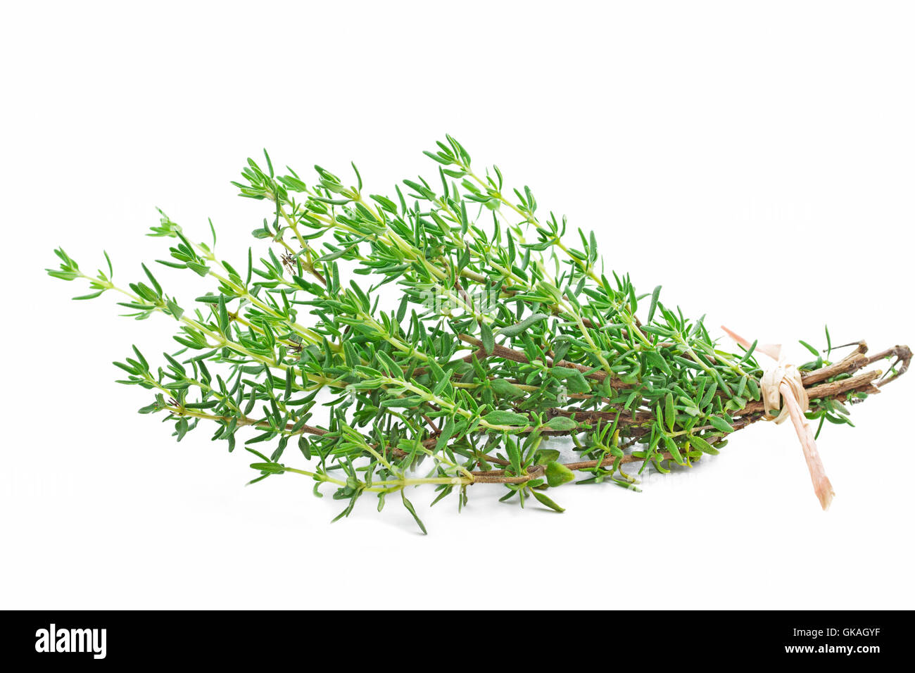 Thyme lawn garden hires stock photography and images Alamy