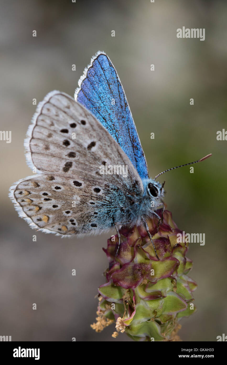 Common Blue (Polyommatus icarus) Stock Photo