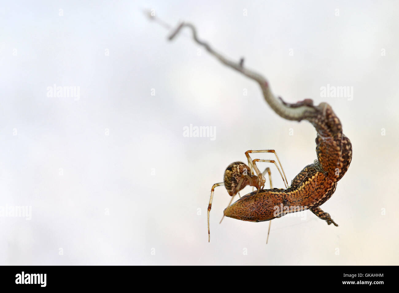 Spider feeding on a small lizard caught in its web against a white background Stock Photo