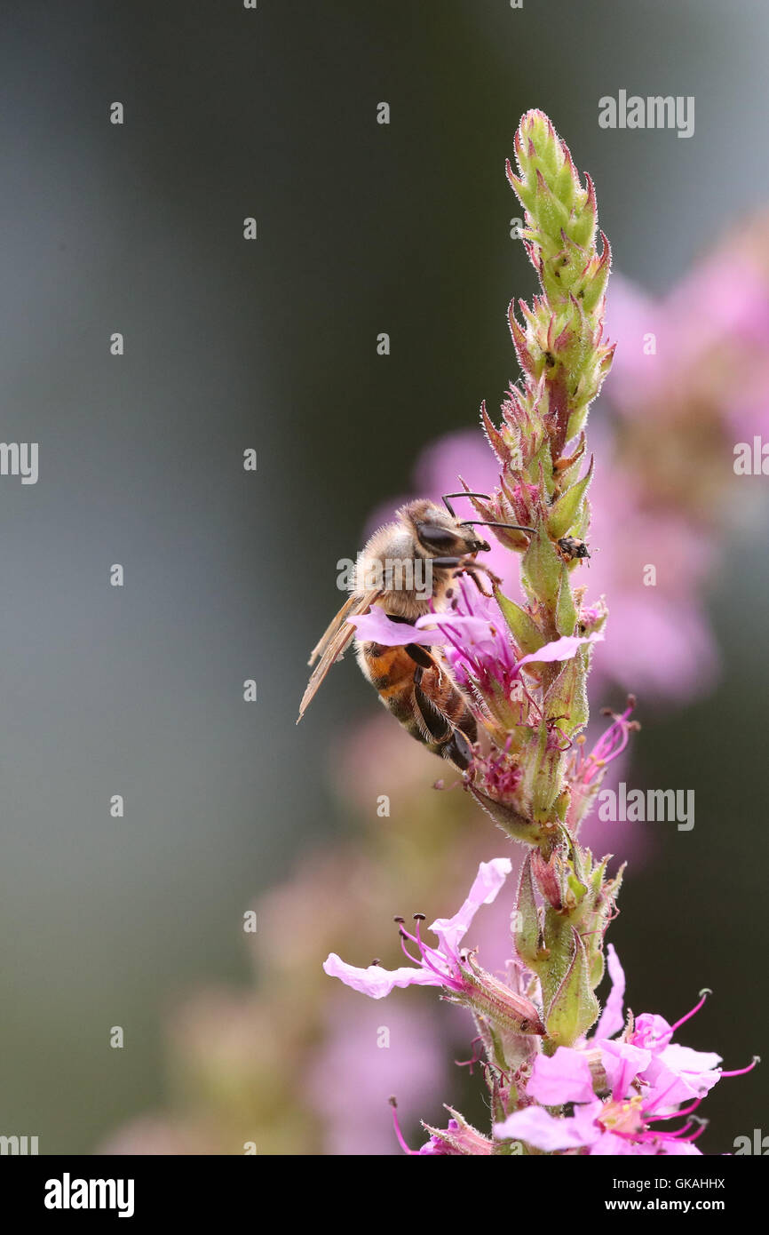 Purple wildflowers insect nature hi-res stock photography and images ...