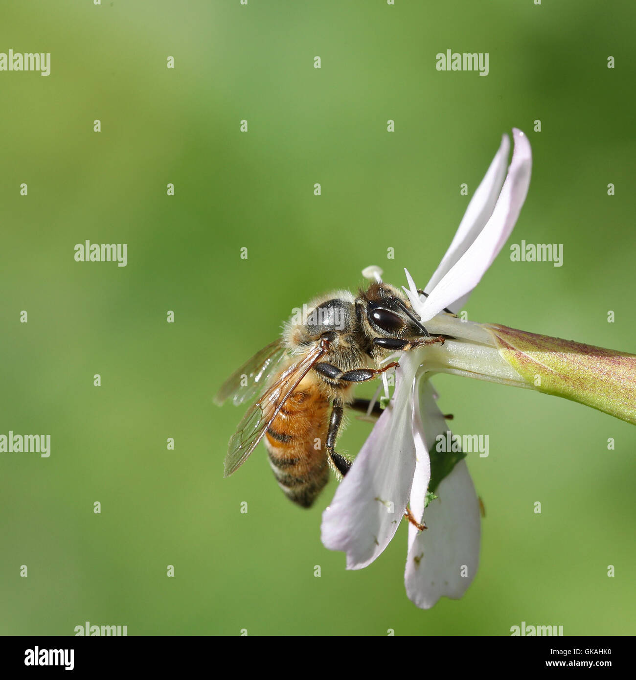 Honeybee on a white wild flower against a blurred green background Stock Photo