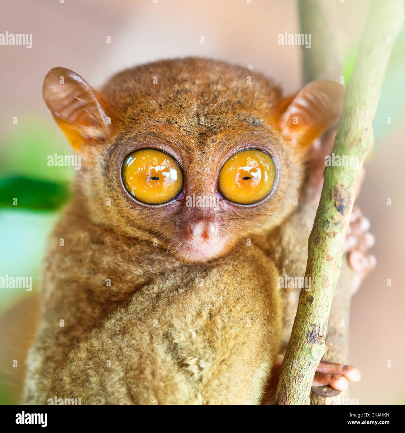 Big eyed monkey hi-res stock photography and images - Alamy Big eyed monkey hi-res stock photography and images - Alamy