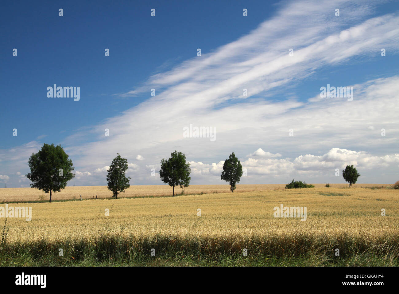 cornfield Stock Photo