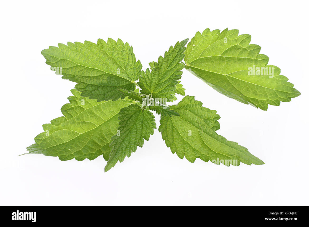leaves stinging nettle young Stock Photo