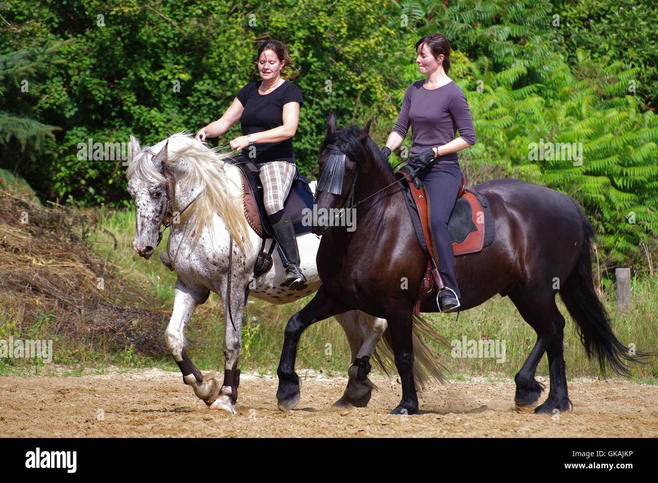 riding on the friesian horse in summer Stock Photo