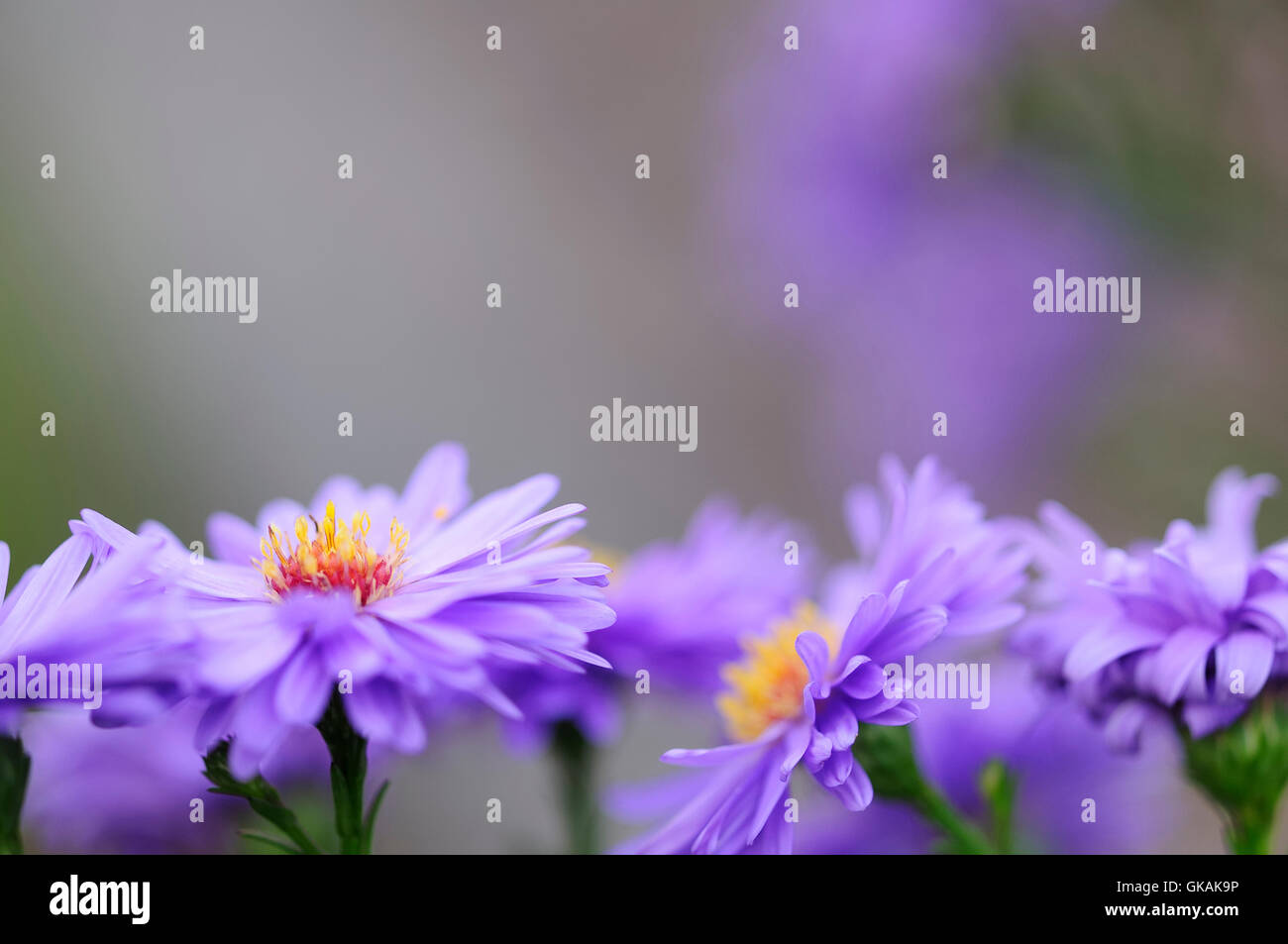 Herbstastern hi-res stock photography and images - Alamy, image size:1300x953