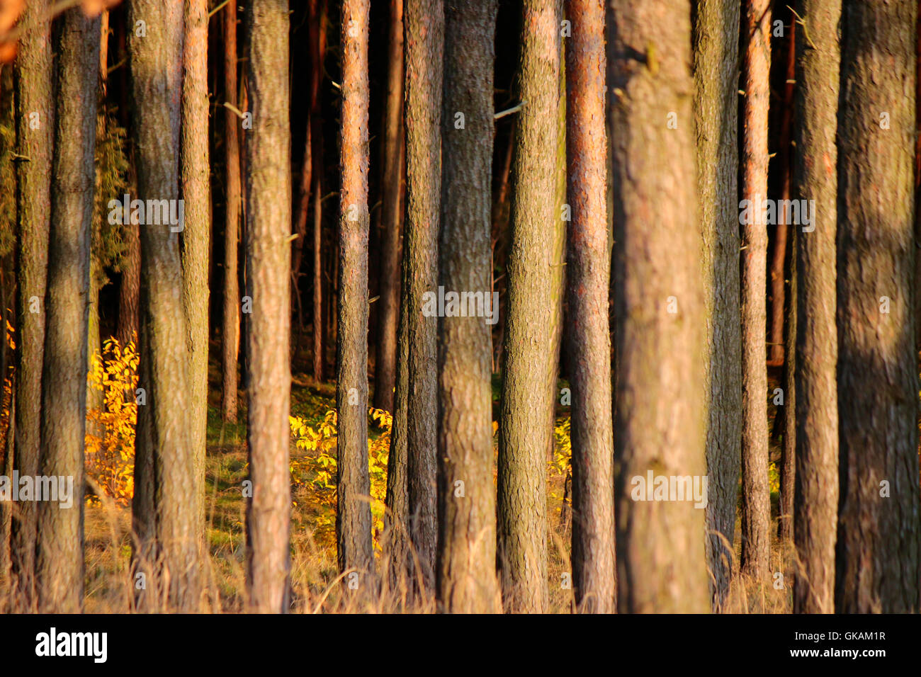Wald, Holz, Berlin. Stock Photo
