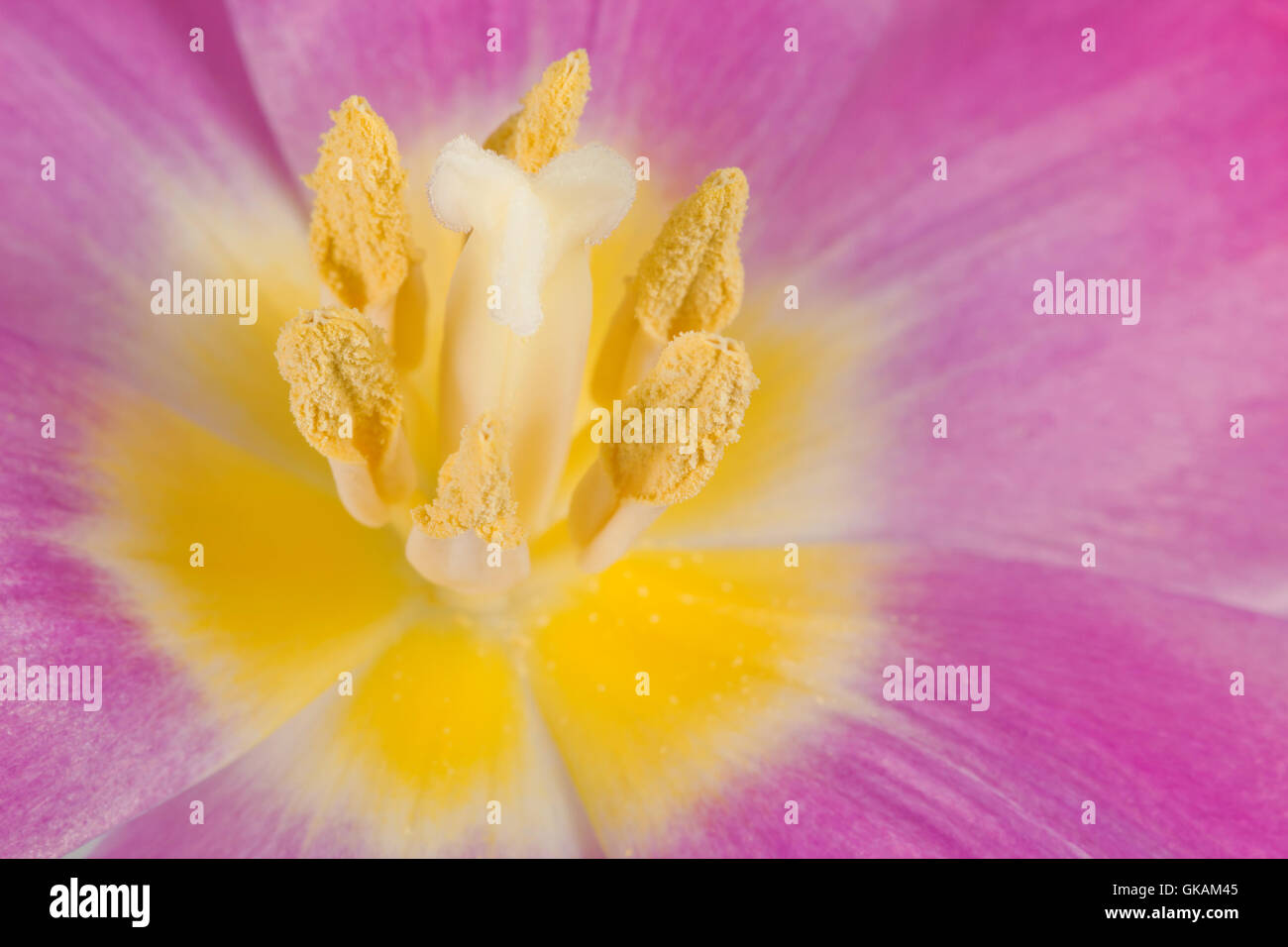 close up of flower of a purple tulip Stock Photo - Alamy