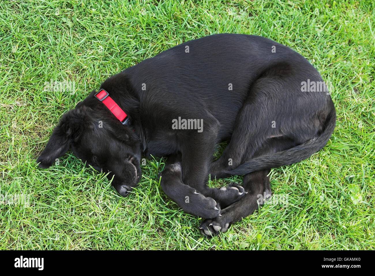 young sleeping dog Stock Photo