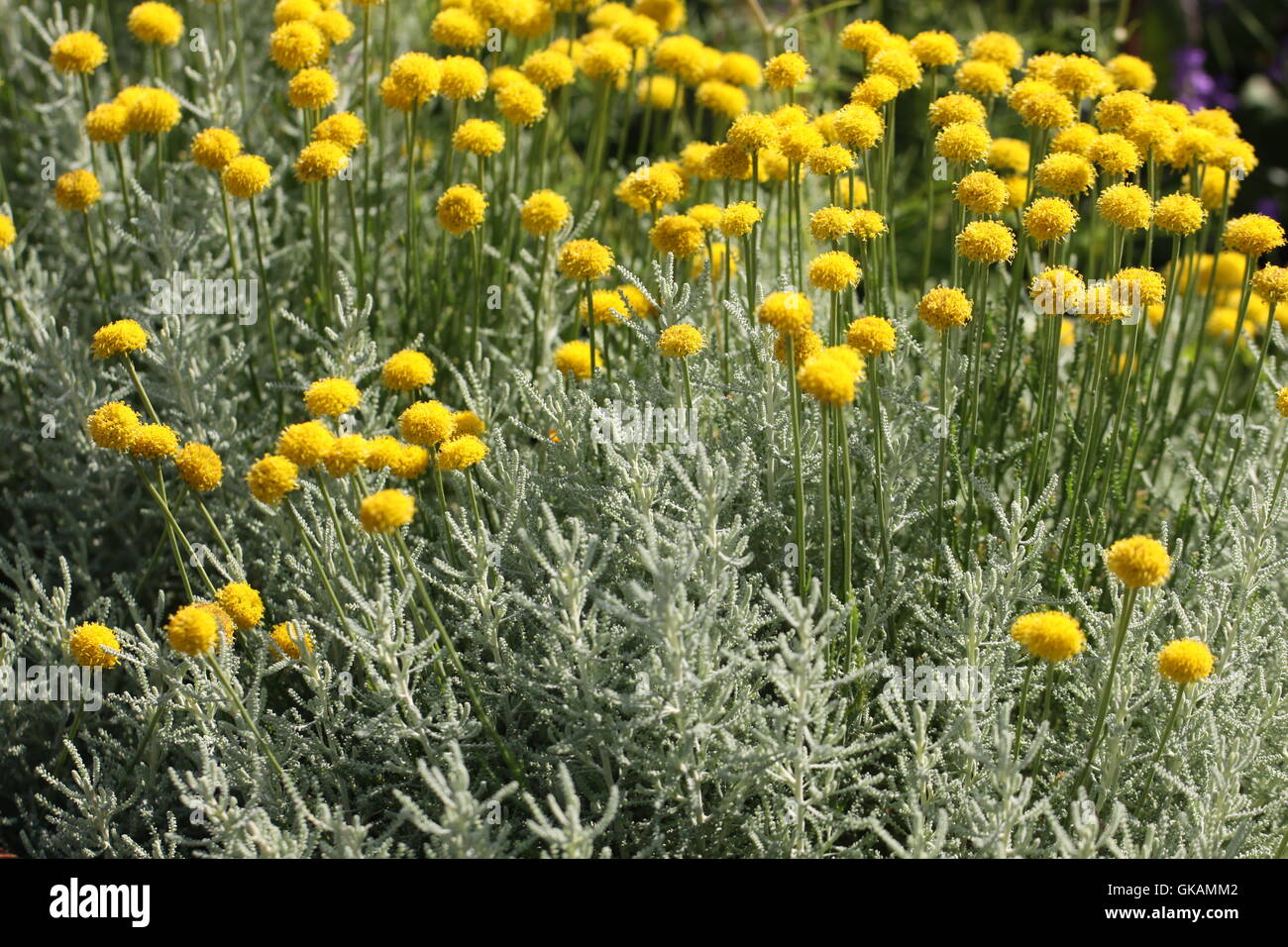 florets compositae medicinal plant Stock Photo