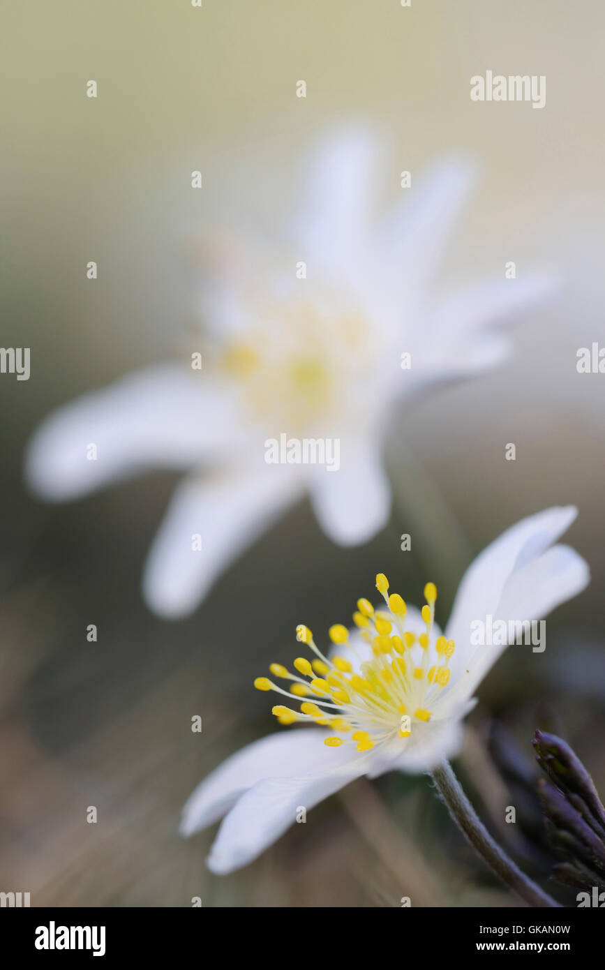 Wood Anemones / Buschwindroeschen ( Anemone nemorosa ), close up of their pretty white blossoms. Stock Photo