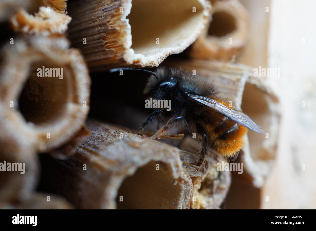 fruhlingsbote wild bee Stock Photo