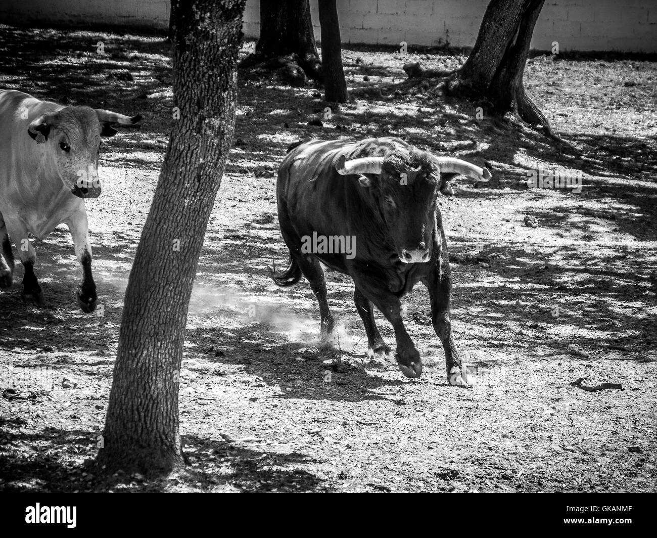 Running of the bulls spain hi-res stock photography and images - Alamy
