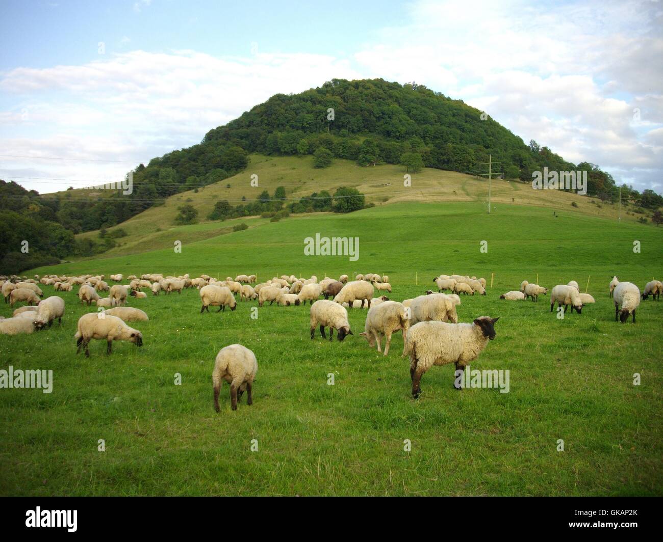 sheep flock under the achalm near reutlingen Stock Photo