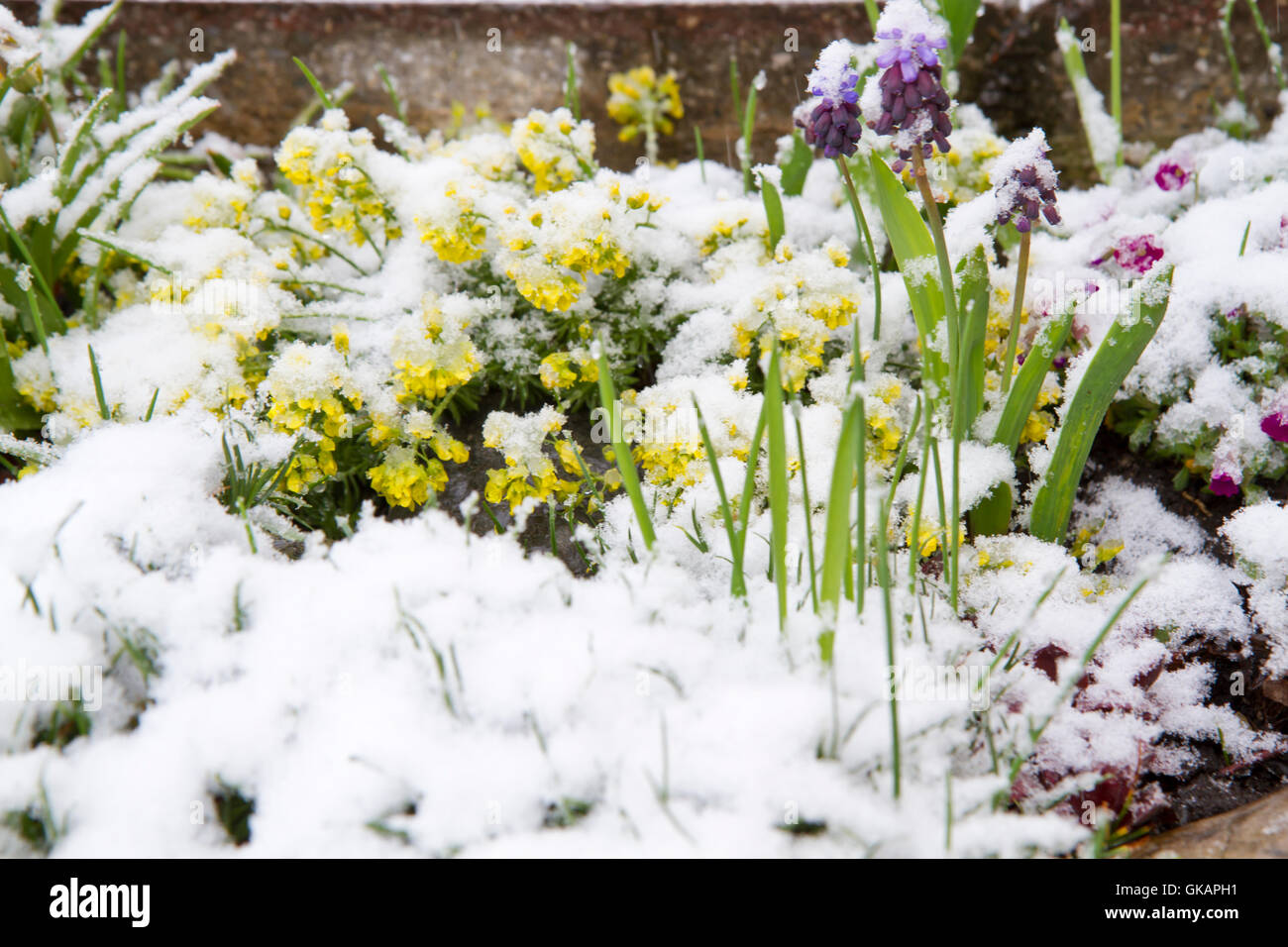 whitlow (draba aizoides) in snow Stock Photo