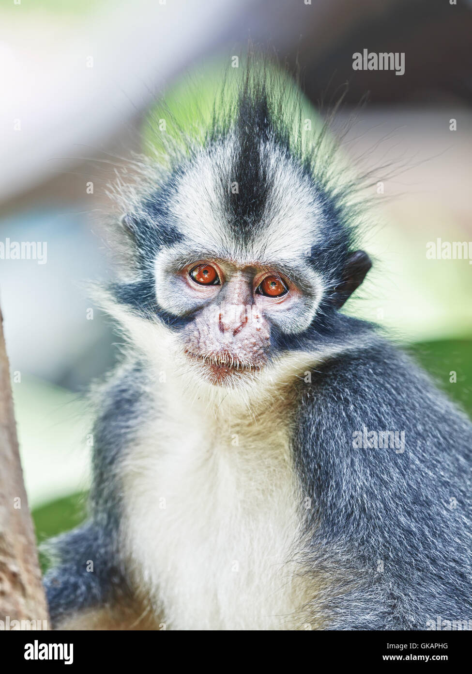 Thomas leaf monkey hi-res stock photography and images - Alamy