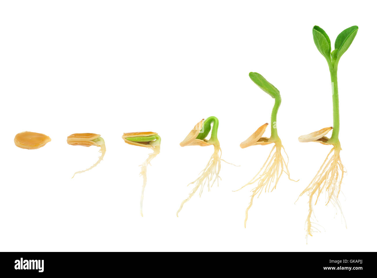 flower plant germination Stock Photo Alamy