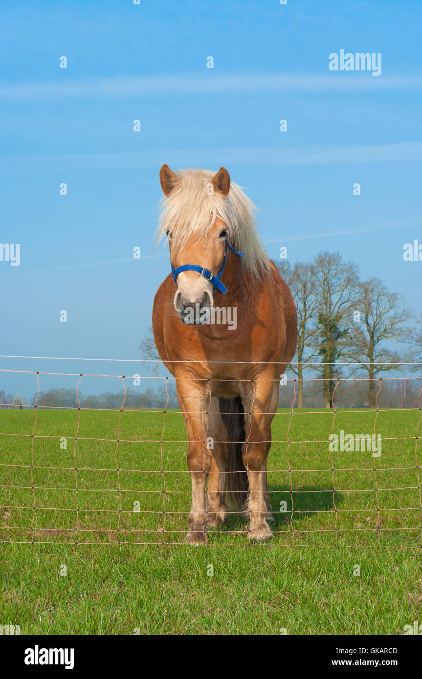 Blue horse hires stock photography and images Alamy