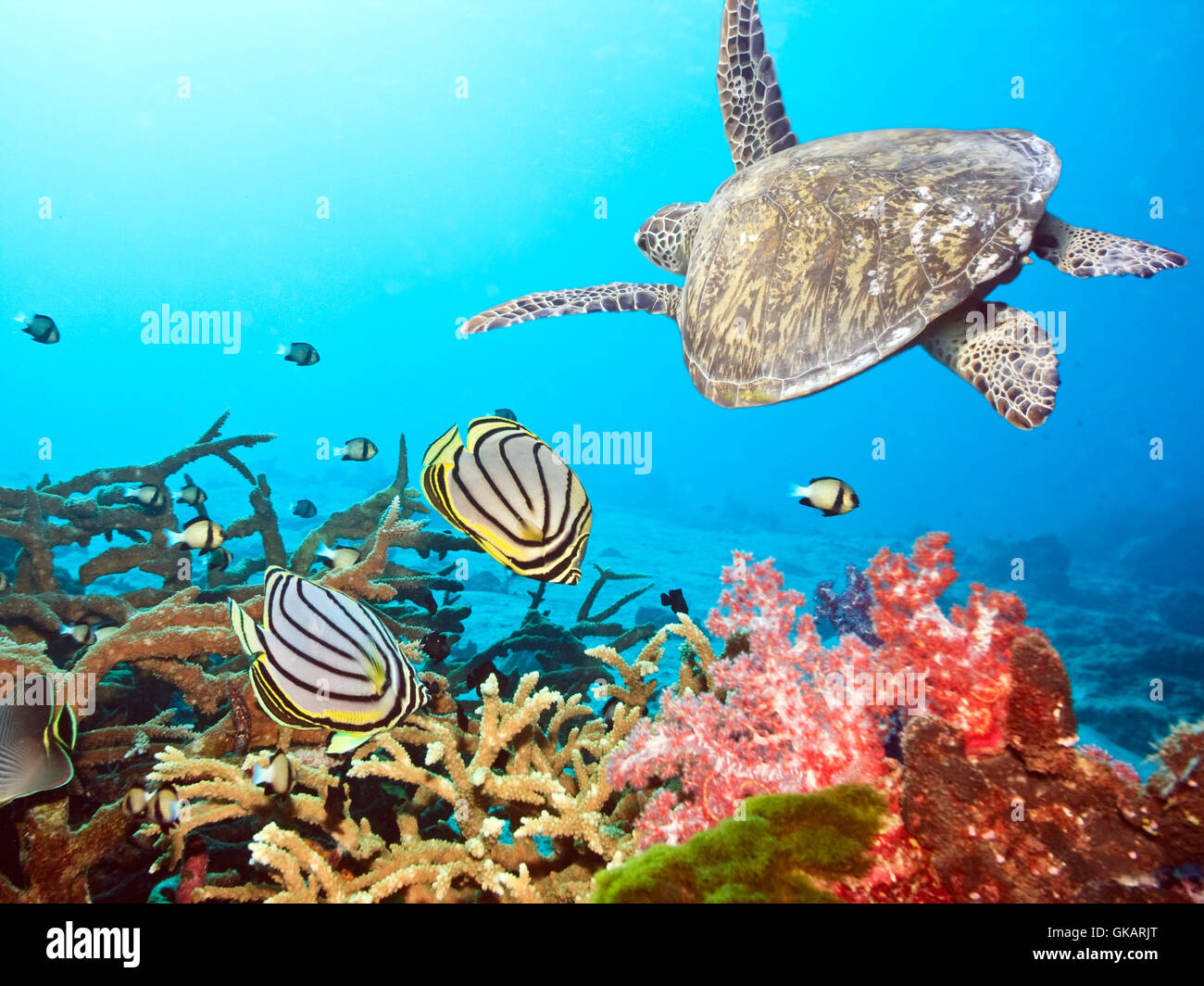 fish underwater tropical Stock Photo