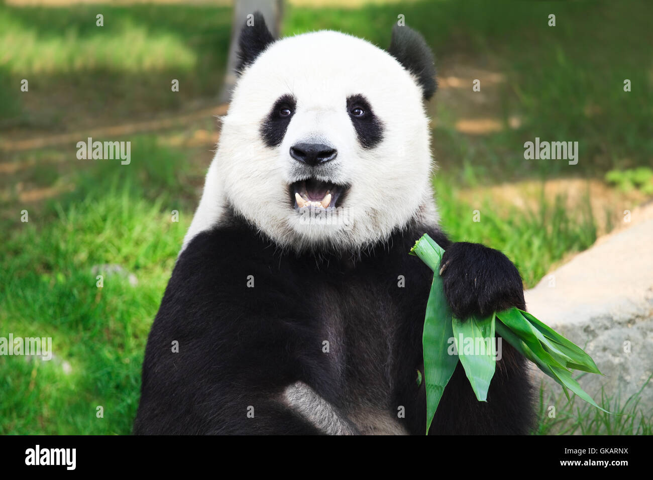animal bear black Stock Photo
