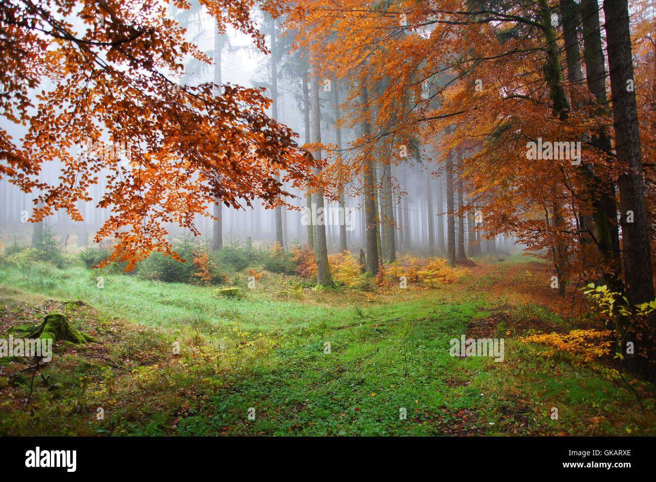 colorful autumn forest in the fog Stock Photo - Alamy