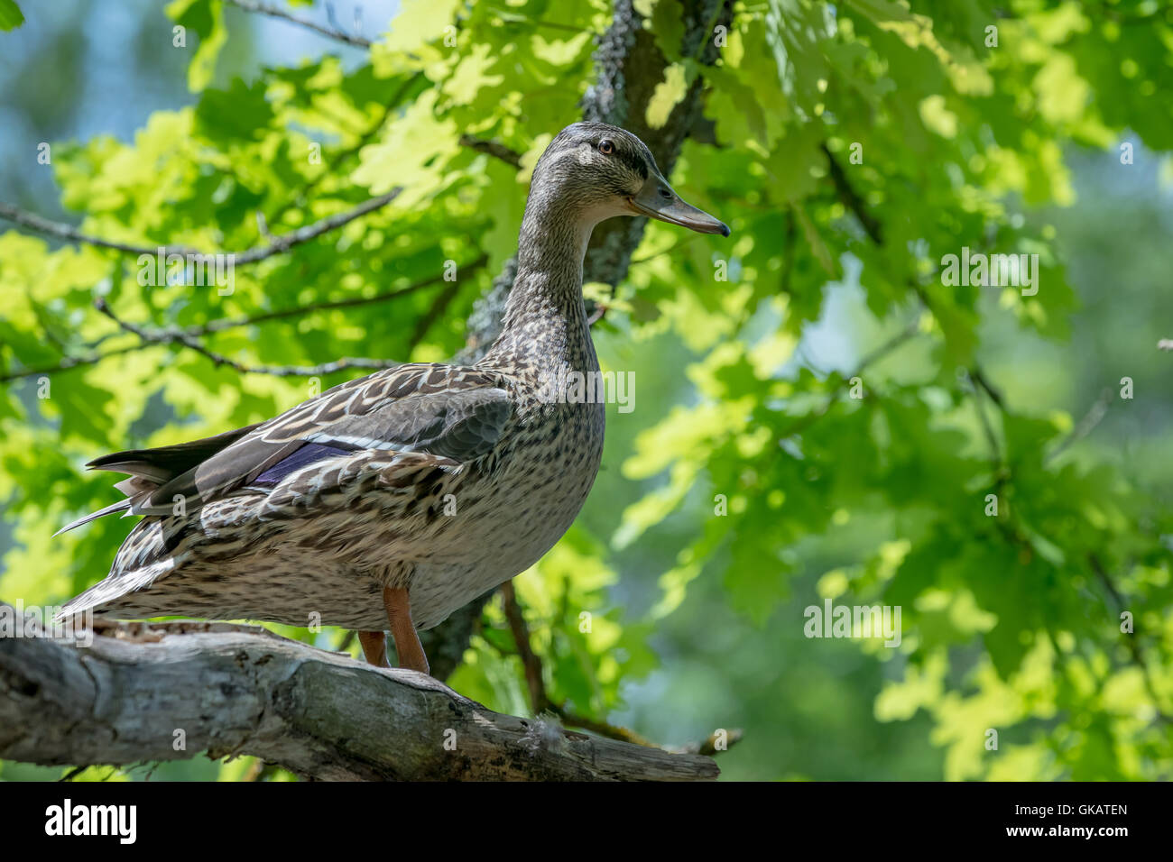 wild duck in a tree Stock Photo Alamy