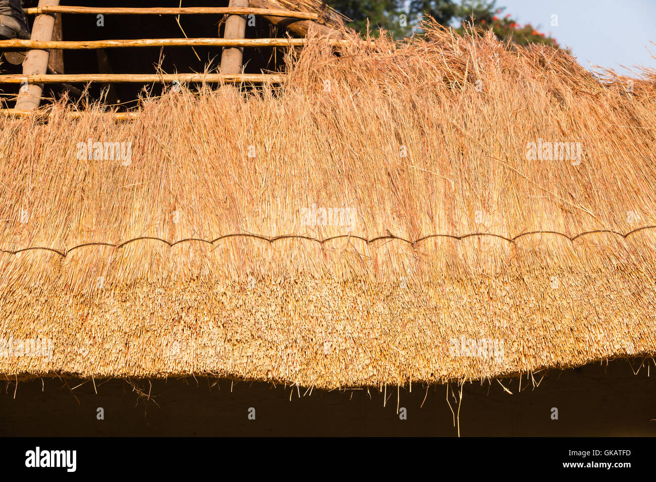 Roof grass thatching construction on wood pole cabin structure Stock