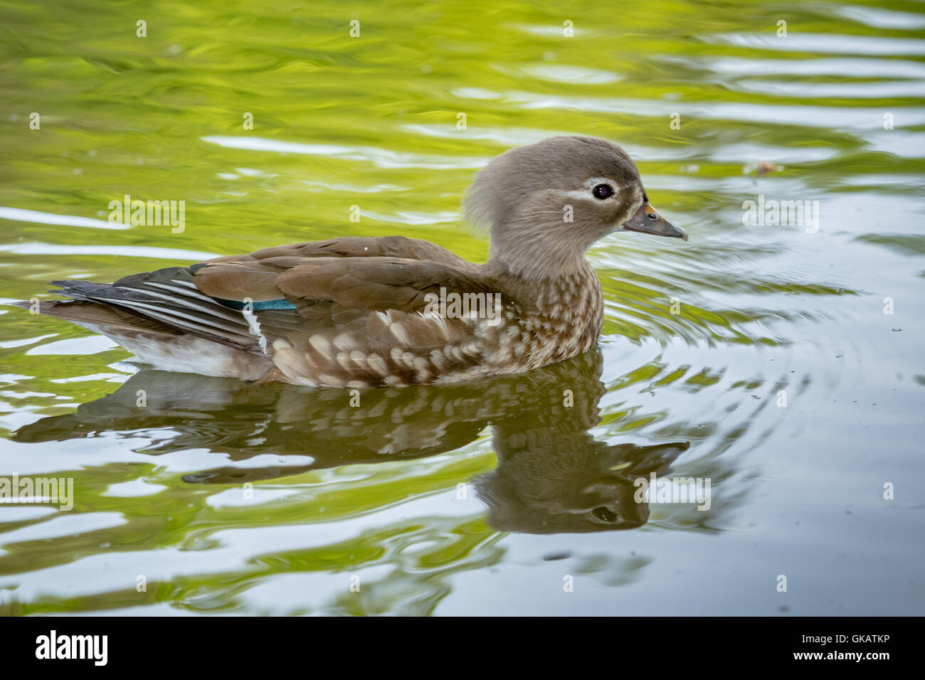 American coot floating on a lake Stock Photo