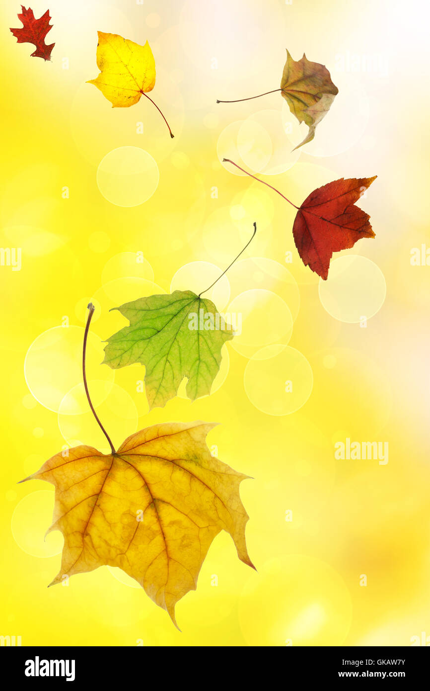 leaf colour green Stock Photo Alamy