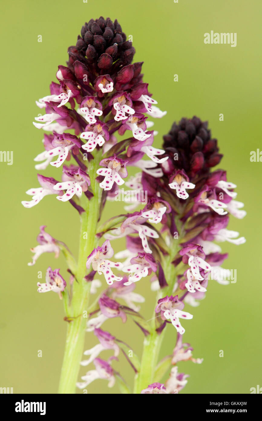 Alpine flora, the Burnt-tip orchid ( Neotinea ustulata ), close-up on small flowers. Stock Photo