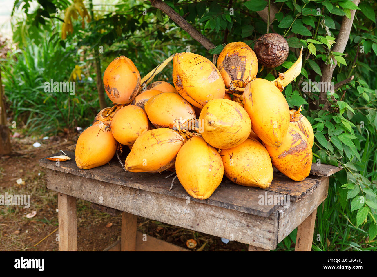 Yellow coconuts, Sri Lanka Stock Photo