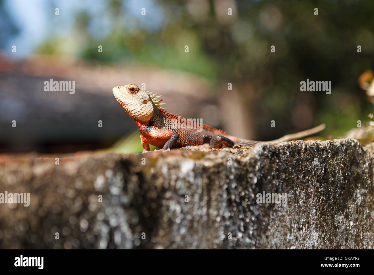 Calotes lizard, Sri Lanka Stock Photo