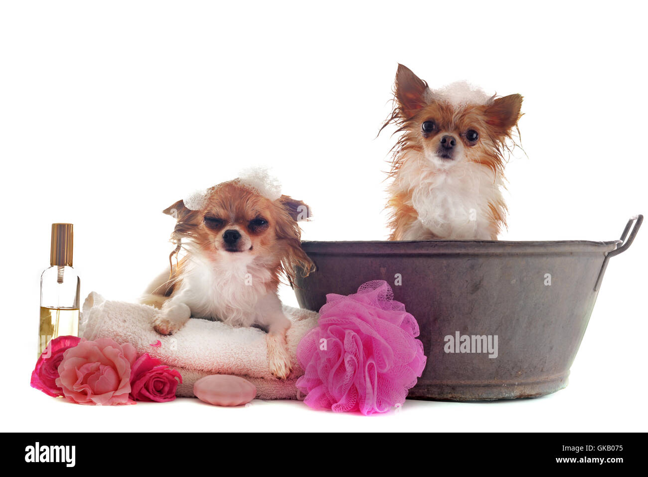 dog wet puppy Stock Photo Alamy