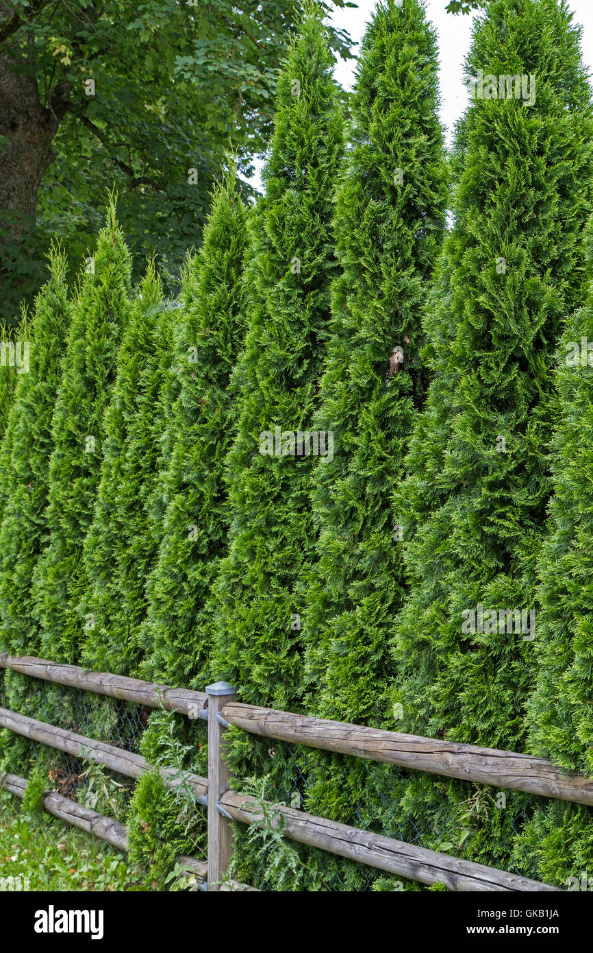 arborvitae hedge (thuja) Stock Photo