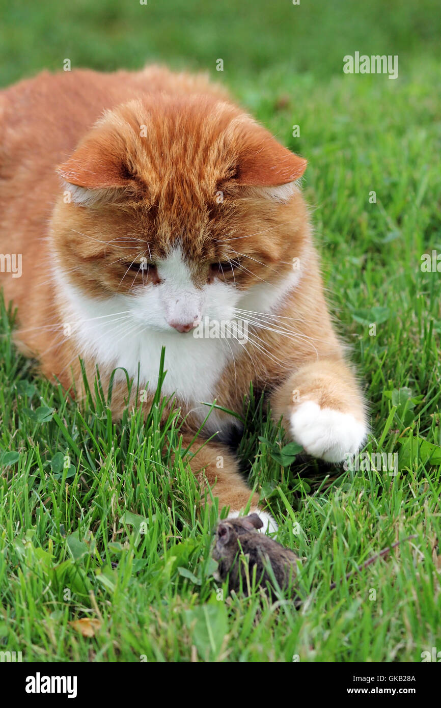 mouse paws enemy Stock Photo