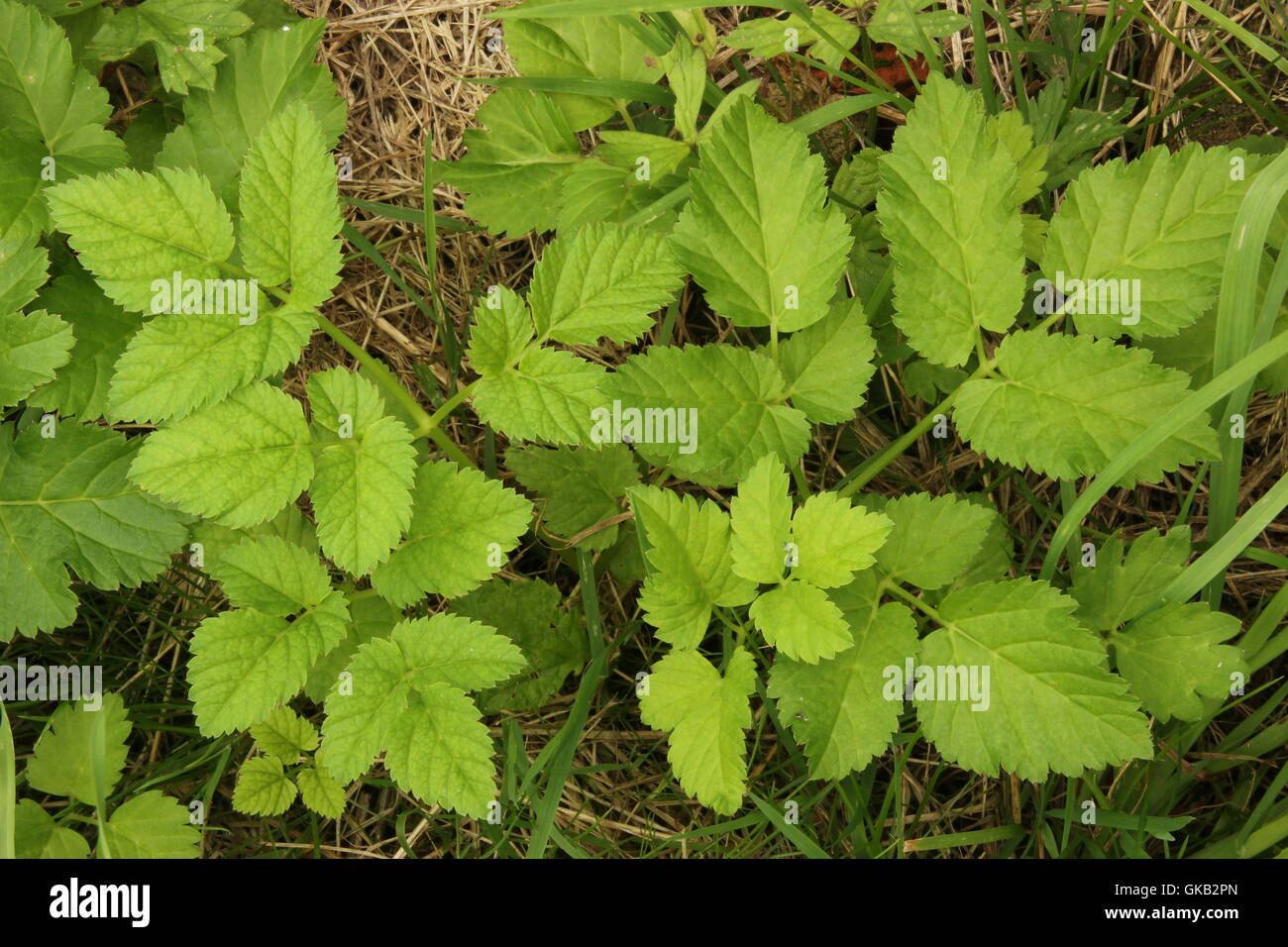 giersch (aegopodium podagraria) Stock Photo