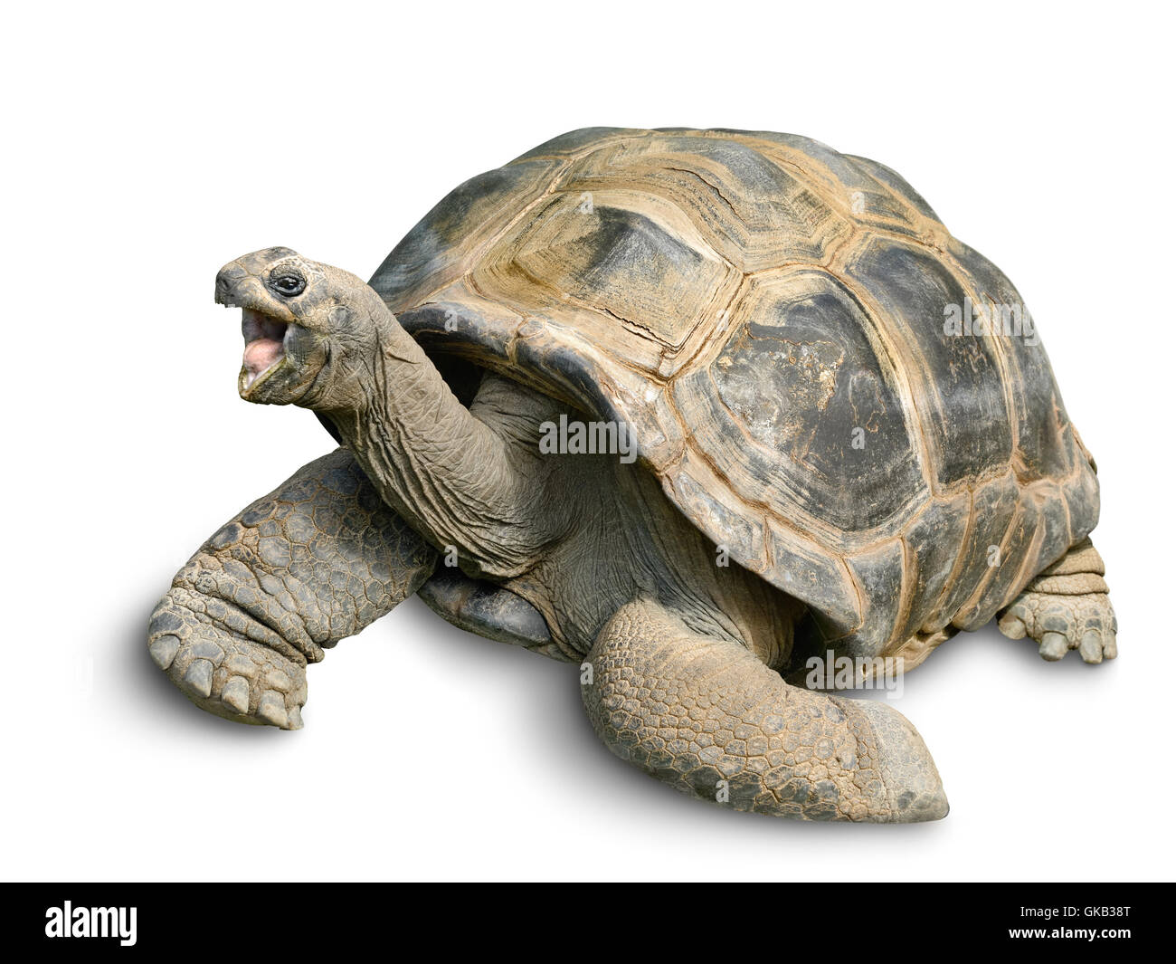 animal portrait of a giant tortoise Stock Photo