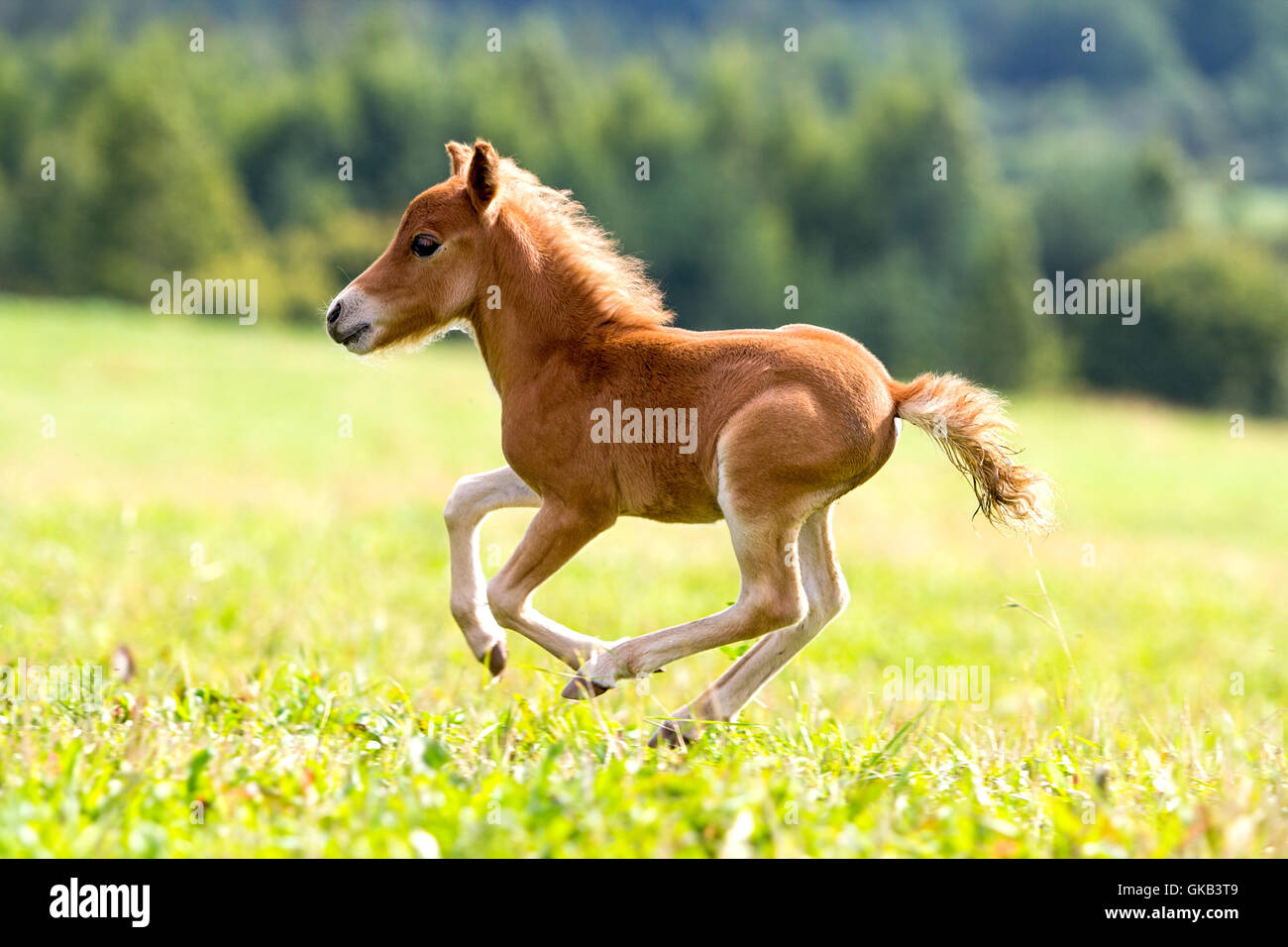 horse animal summer Stock Photo