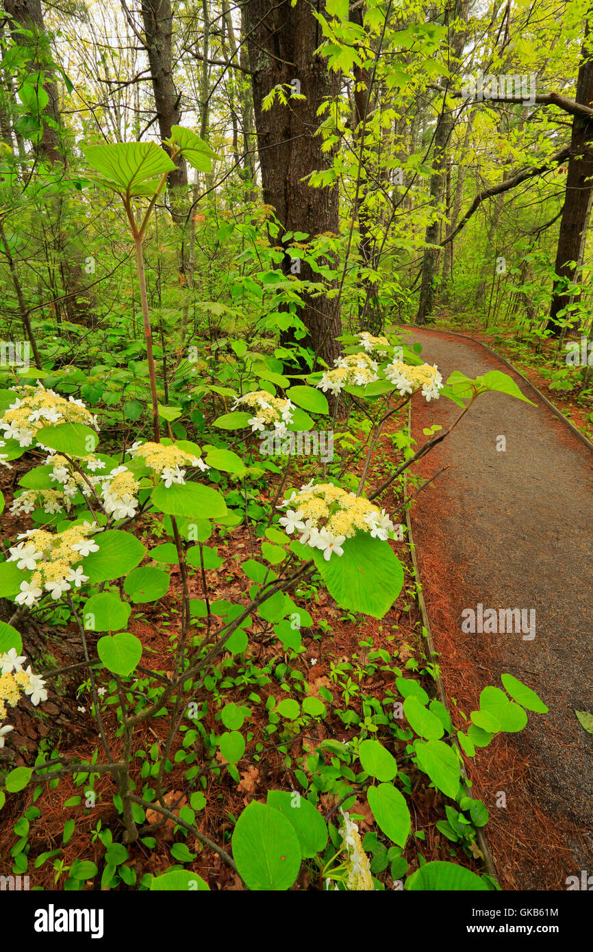 Hobblebush, Rachel Carson National Wildlife Refuge, Wells, Maine, USA Stock Photo